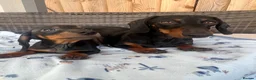Dachshund dogs for sale: Dachshund  - Advert 5