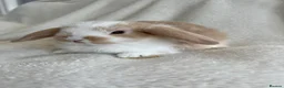 Mini Lop rabbits for sale: Mini Lops Ready to Leave now - Advert 1