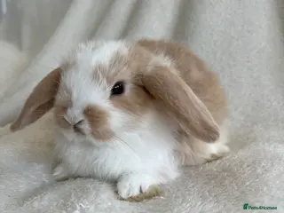 Mini Lop rabbits for sale: Mini Lops Ready to Leave now - Advert 2