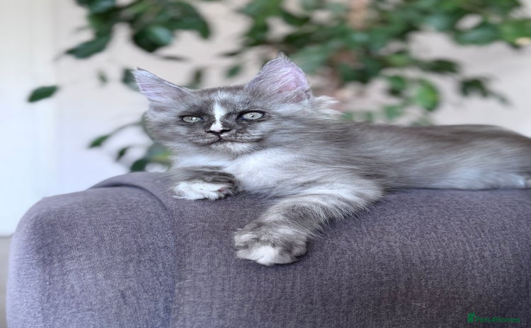 Maine Coon cats - Advert 8