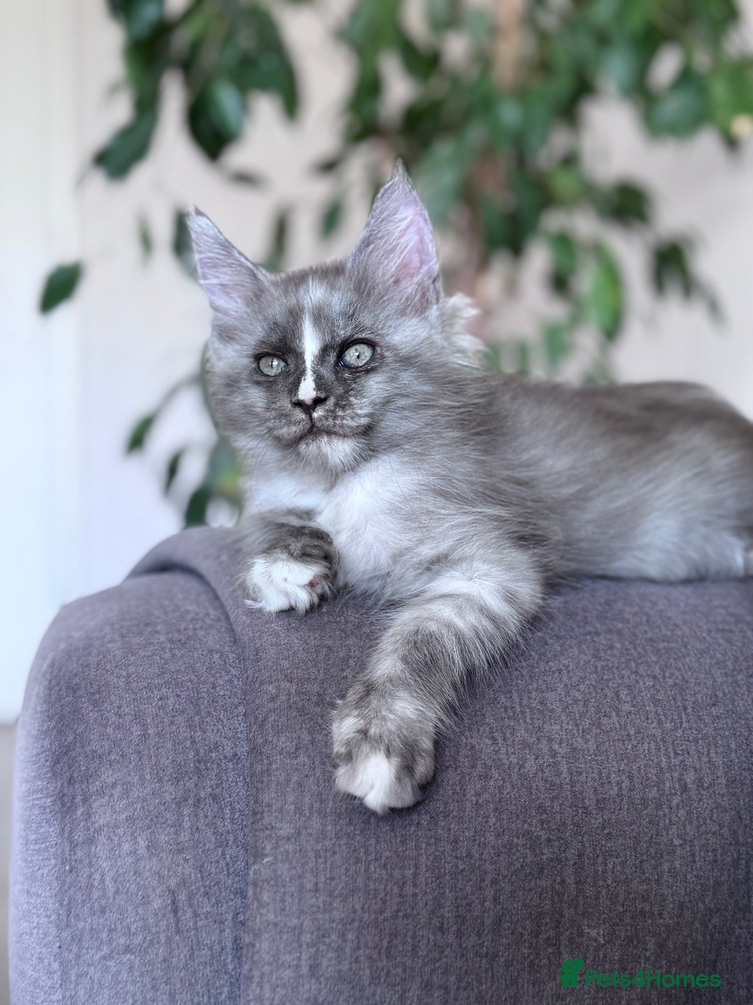 Maine Coon cats for sale: 🌟🌟Beautiful Maine Coon kittens 🌟🌟 - Image 13