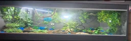 Python Snake reptiles for sale: Special pastel leopard pied & vivarium  in Spalding - Advert 2
