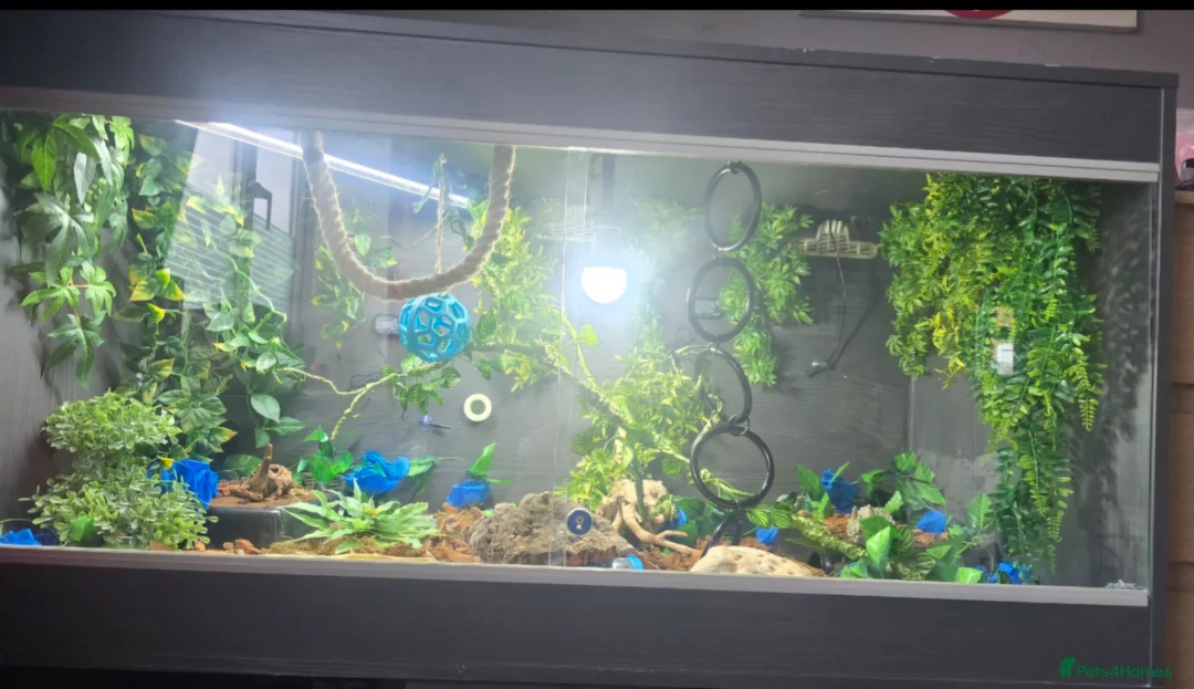 Python Snake reptiles for sale: Special pastel leopard pied & vivarium  in Spalding - Advert 2