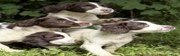 English Springer Spaniel dogs for sale: English Springer Spaniel pups for sale! - Advert 6