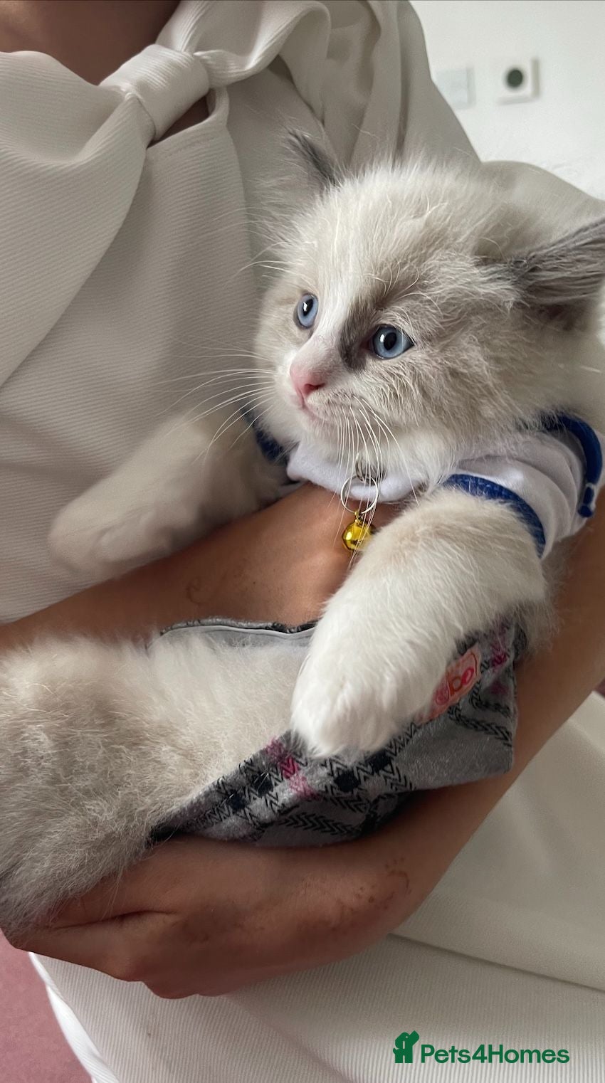 Ragdoll cats Child Friendly Ragdoll and Ragdoll Cross Kittens  - Advert 8