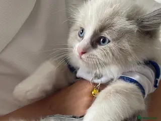 Ragdoll cats Child Friendly Ragdoll and Ragdoll Cross Kittens - Advert 8