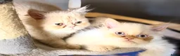 Persian cats for sale: Lovely Persian kittens 1 girl 3 boys  in Telford - Advert 6
