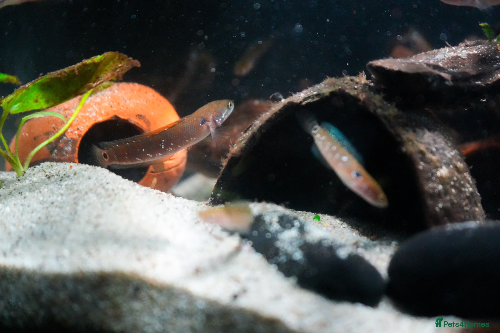 Other/Mixed Breed fish Red Chinese Snakehead - Advert 2