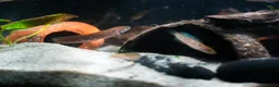 Other/Mixed Breed fish for sale: Red Chinese Snakehead - Advert 2