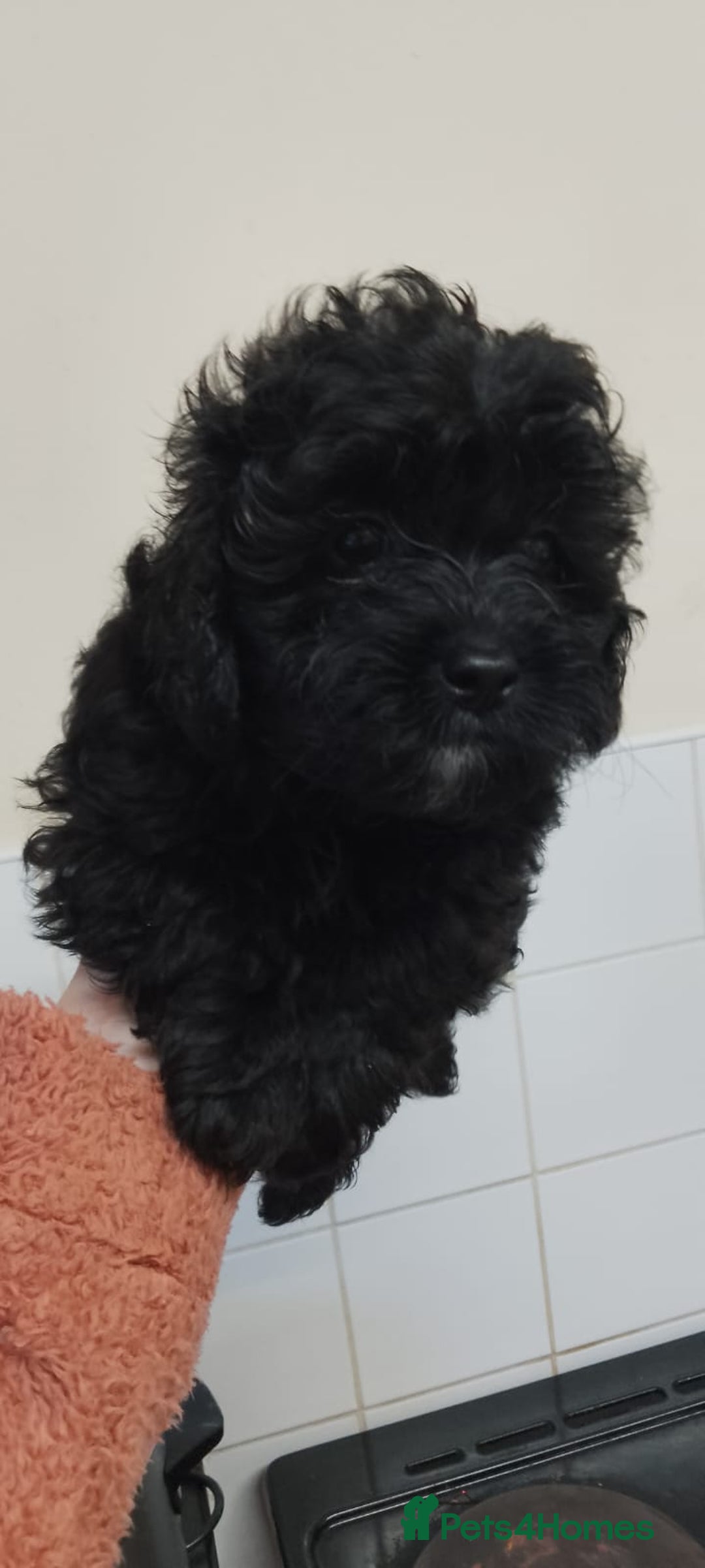 Shihpoo dogs for sale: Last f1b shihpoo left £850 - Advert 2