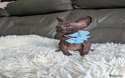 Sphynx cats for sale: Sphynx kittens - Image 1
