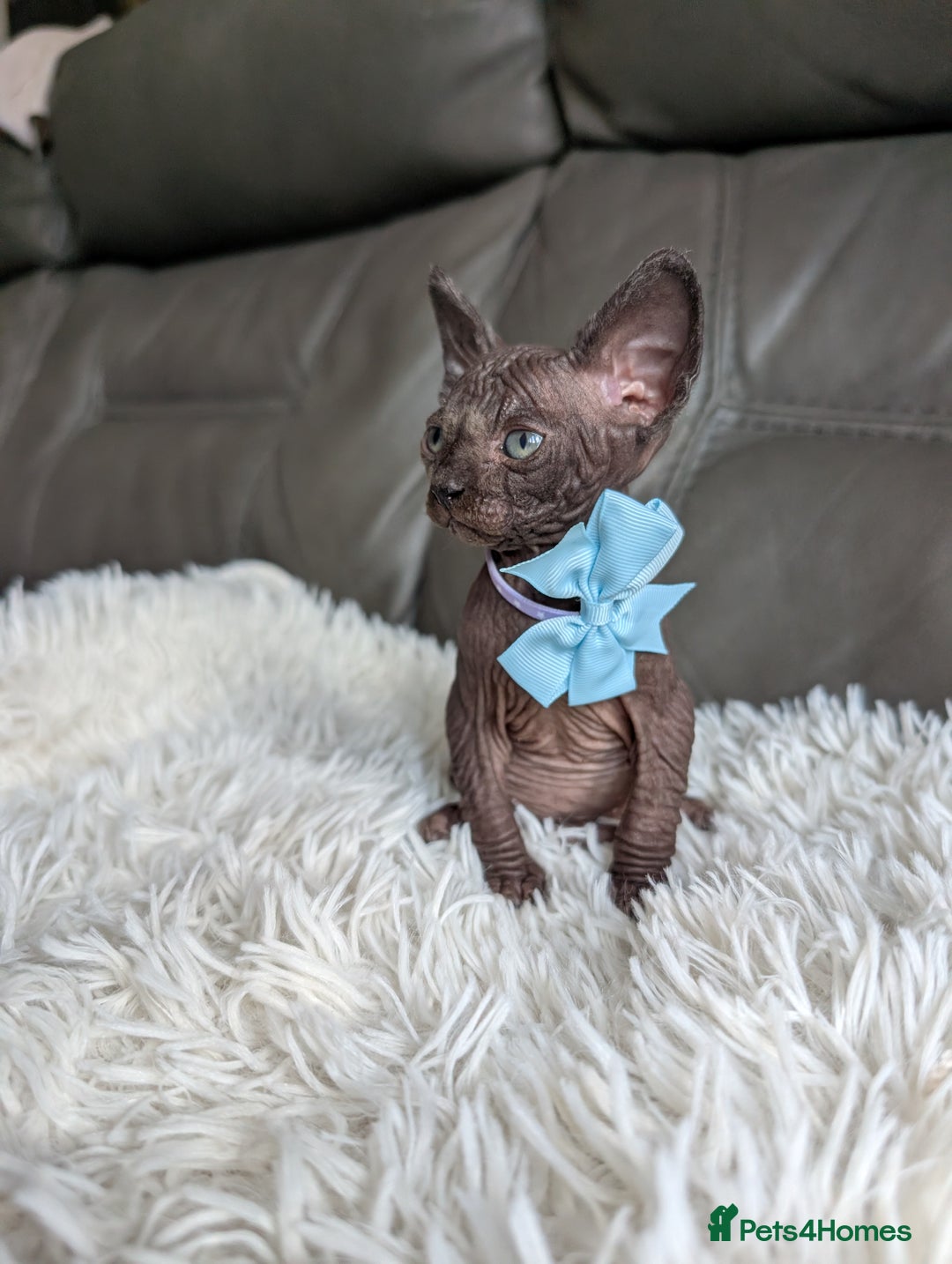 Sphynx cats for sale: Sphynx kittens - Image 1