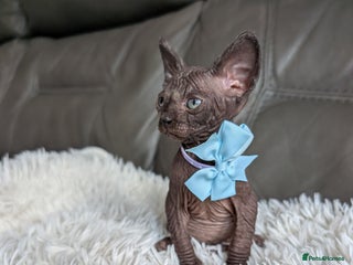 Sphynx cats for sale - Advert 1