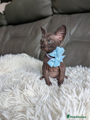 Sphynx cats - Advert 2