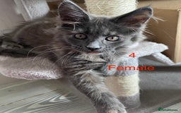 Maine Coon cats for sale: TICA Maine Coon Russian - Image 11
