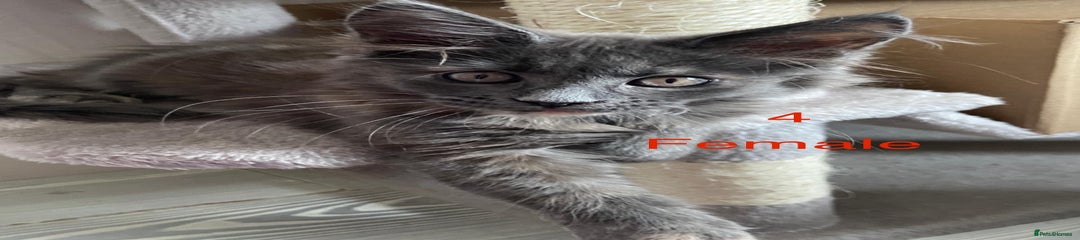 Maine Coon Kitten 4