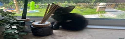 Mixed Breed cats for sale: 4 beautiful well socialised kittens  - Advert 4
