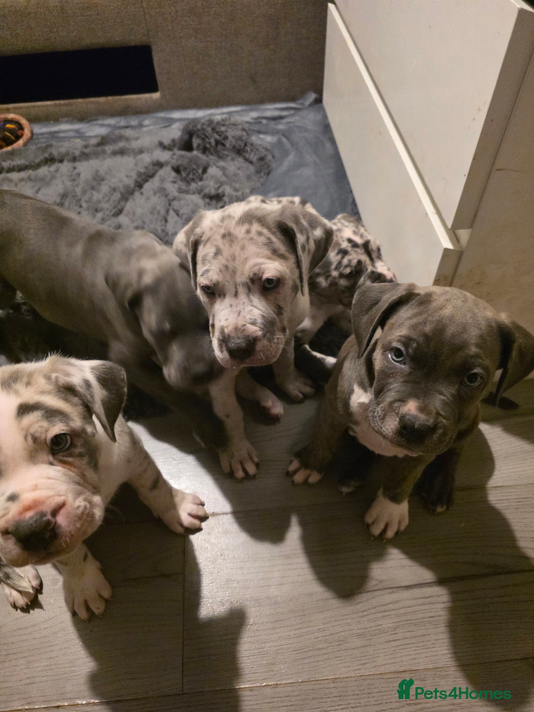 Cane Corso dogs for sale: Cane corso cross  - Advert 22