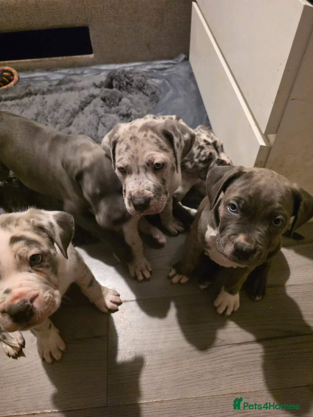 Cane Corso dogs for sale: Cane corso cross  - Advert 22