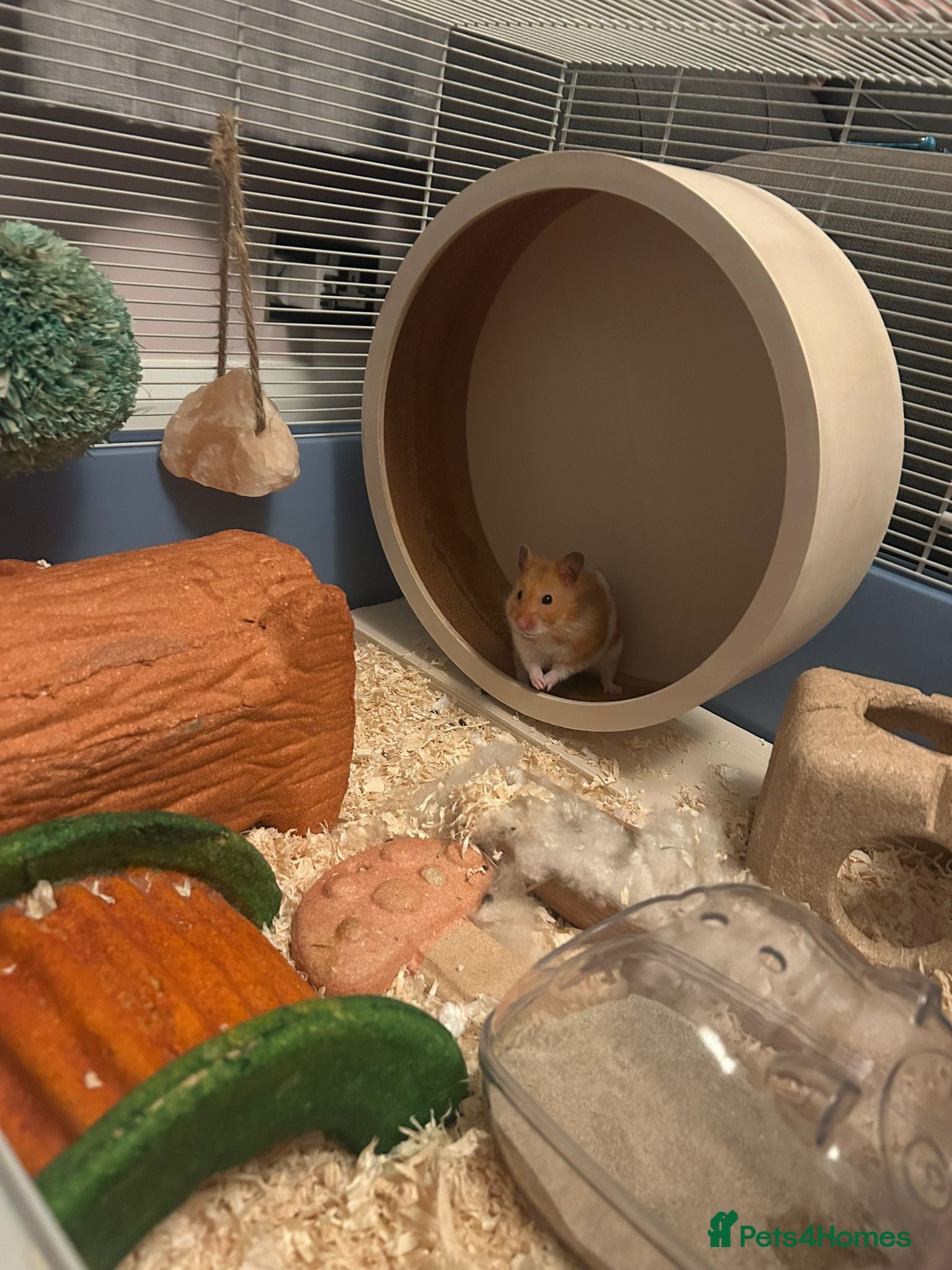 Hamster rodents Syrian Hamster + Cage and accessories - Advert 2