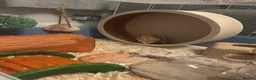 Hamster rodents for sale: Syrian Hamster + Cage and accessories in Sutton Coldfield - Advert 1