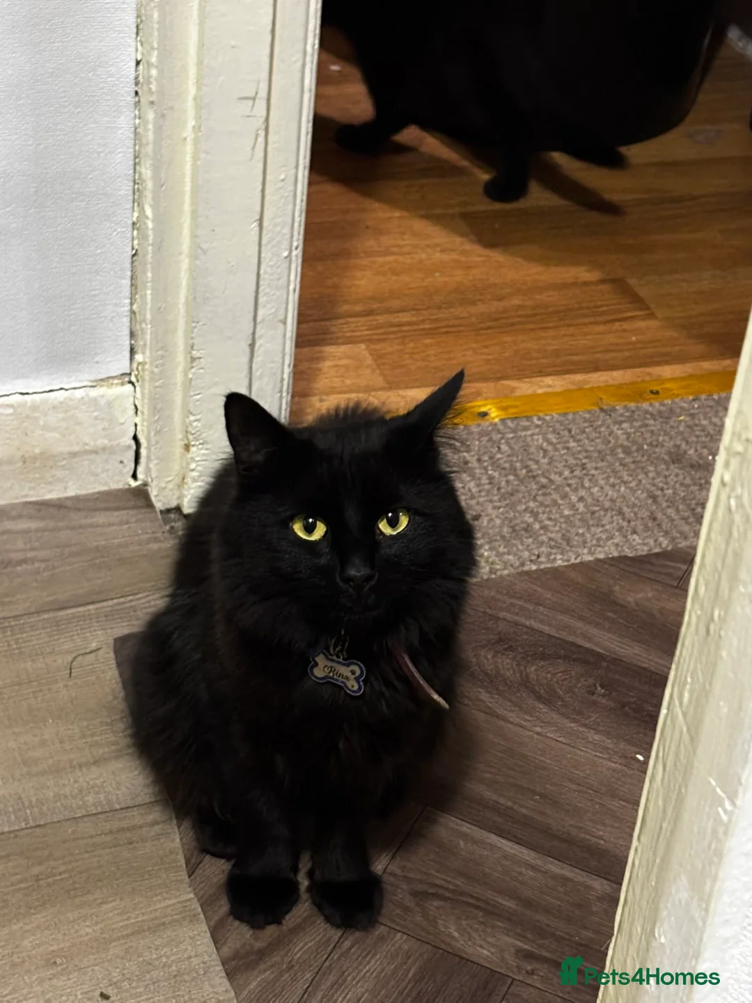 Turkish Angora cats for sale: Binx. in Blackpool - Advert 6