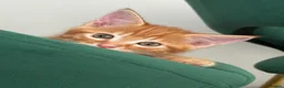 Turkish Angora cats for sale: 3 Adorable Kittens - Advert 11