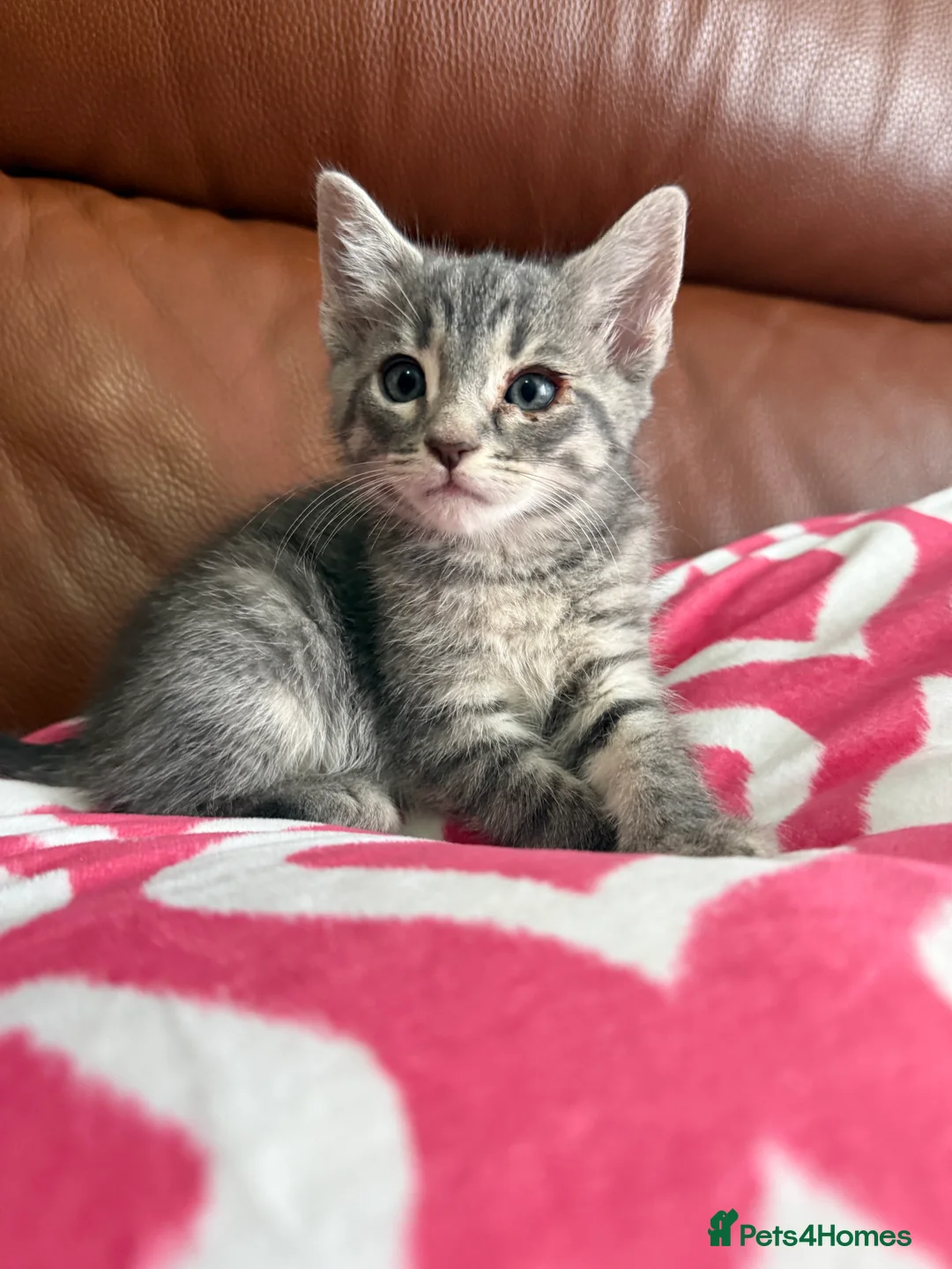 Mixed Breed cats for sale: Mixed Bengal and tabby cats  - Advert 14