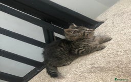 Mixed Breed cats for sale: Gorgeous Tabby Girl Kittens Ready  - Image 21