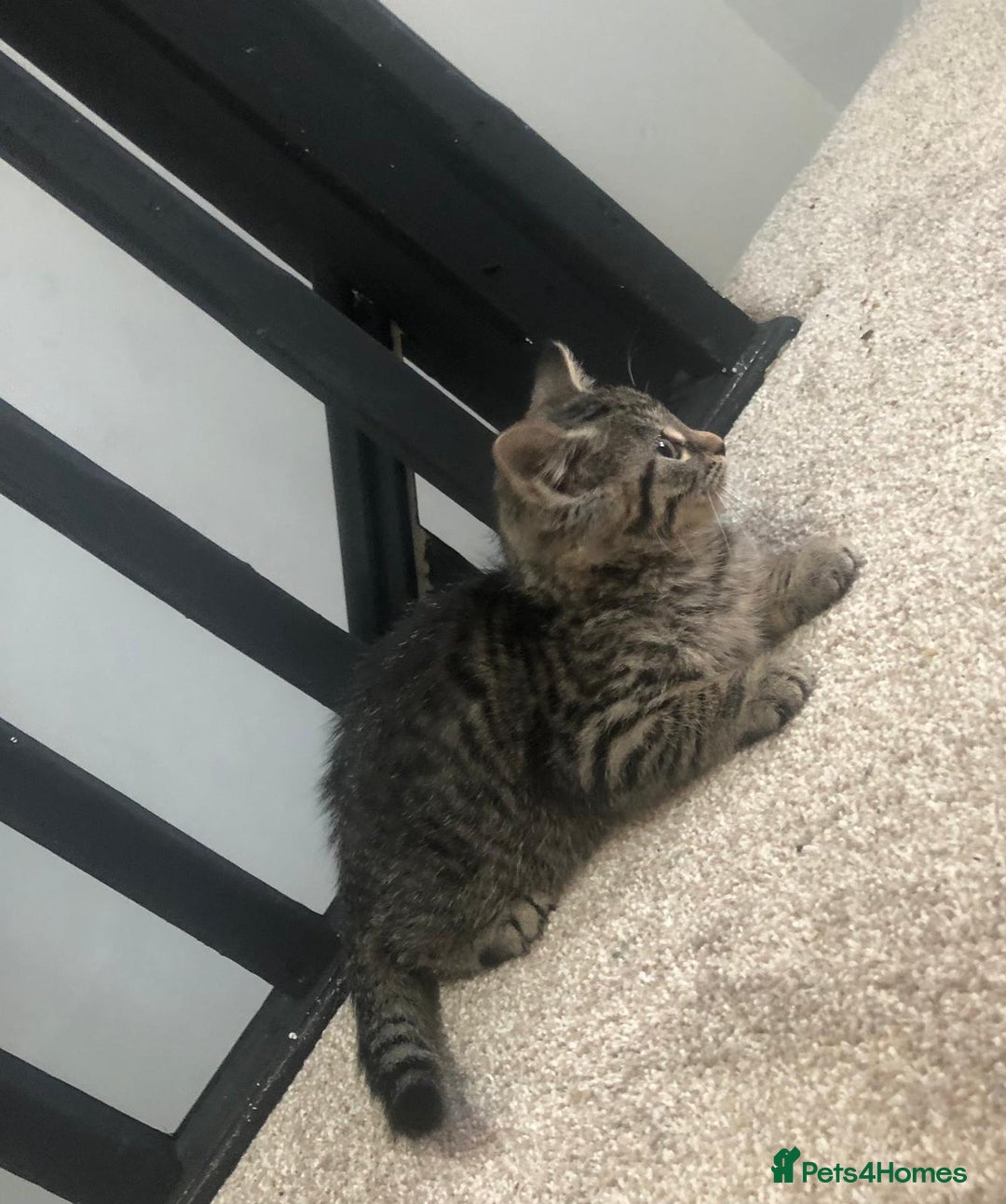 Mixed Breed cats for sale: Gorgeous Tabby Girl Kittens Ready  - Image 21
