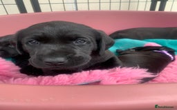 Labrador Retriever dogs for sale: Black Labrador puppies  - Image 1