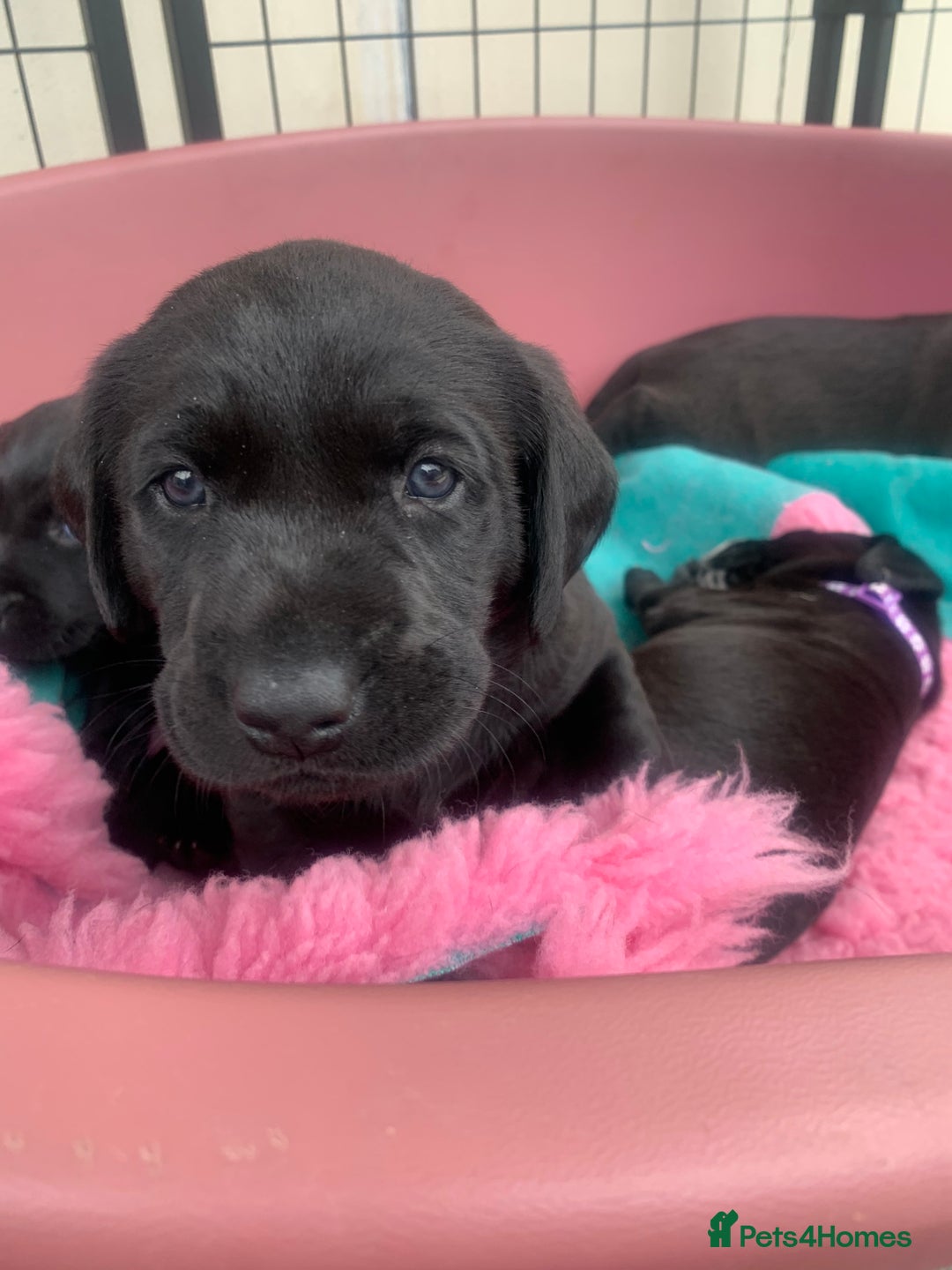Labrador Retriever dogs for sale: Black Labrador puppies  - Image 1