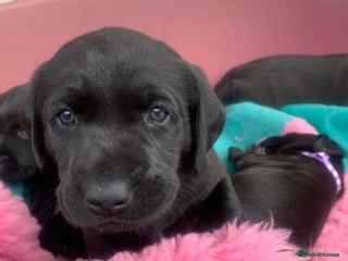 Labrador Retriever dogs - Advert 8