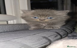 Maine Coon cats for sale: Amazing Mainecoon - Advert 15