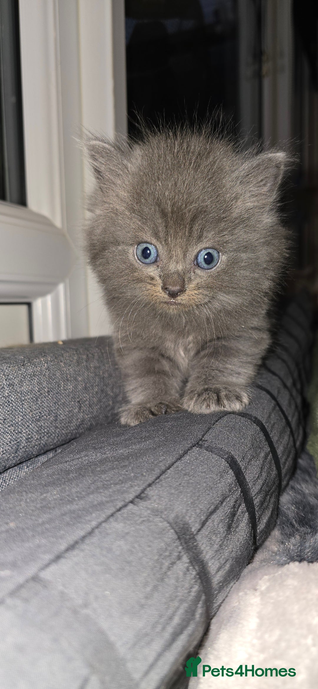 Maine Coon cats for sale: Amazing Mainecoon - Advert 15