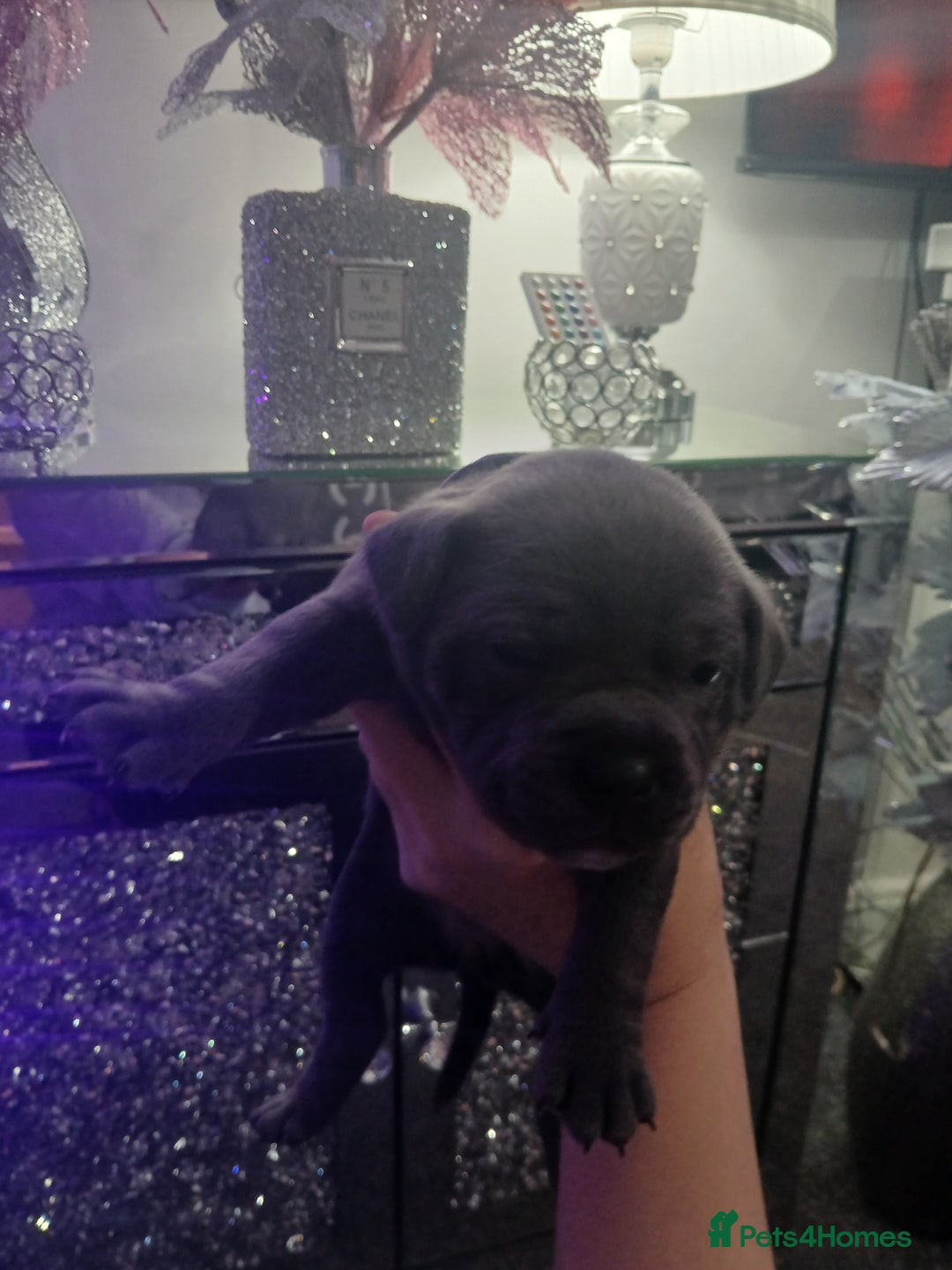 Staffordshire Bull Terrier dogs for sale: Staffordshire bull terriers puppy's  - Advert 23