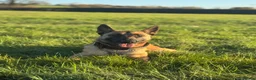 Belgian Shepherd Dog dogs for sale: Belgian Malinois Pups Ready To Leave 23rd March  - Advert 8