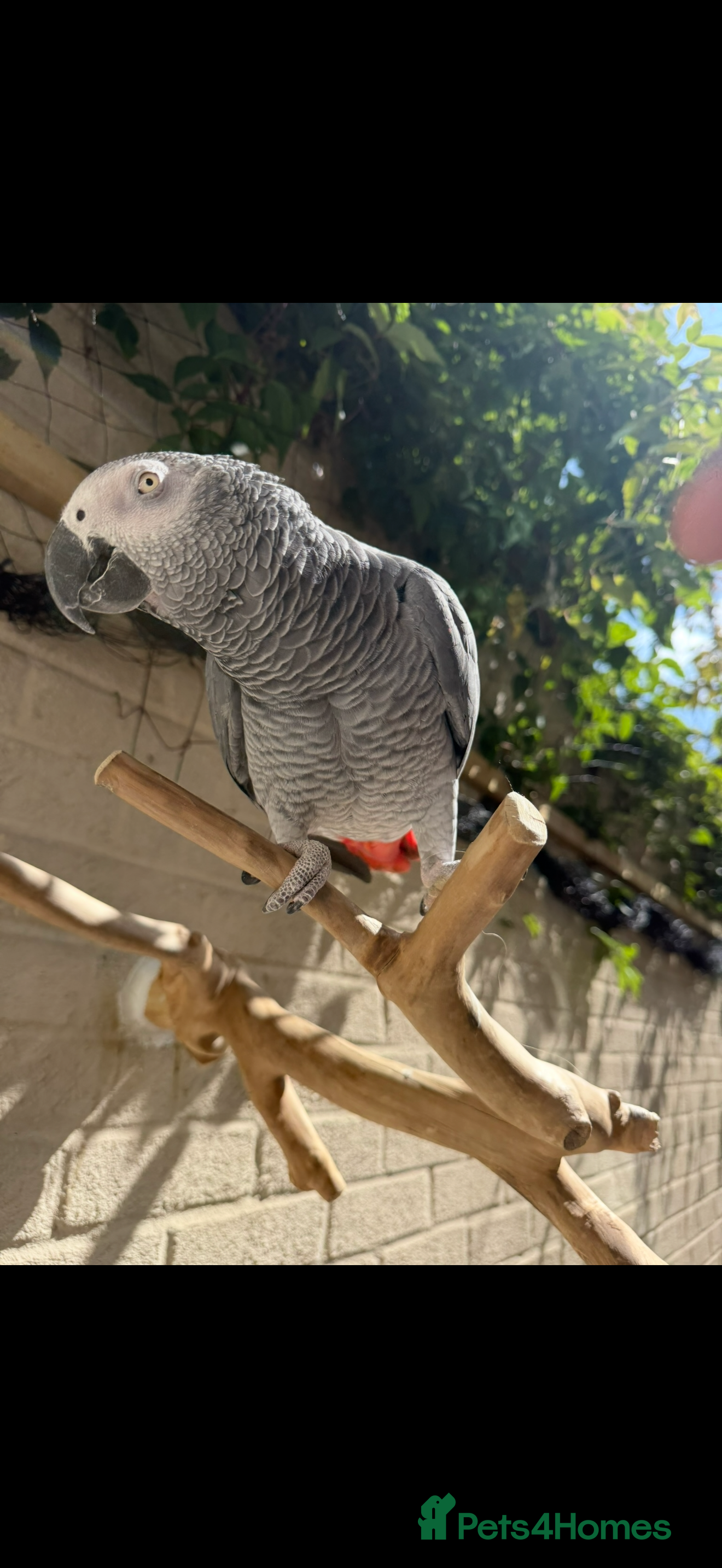 Parrots birds Friendly tame recall trained African grey  - Advert 9
