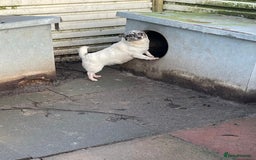 Jack Russell dogs for sale: Rare jack russell - Image 8