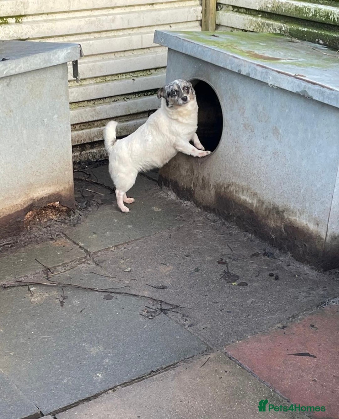 Jack Russell dogs for sale: Rare jack russell - Image 8