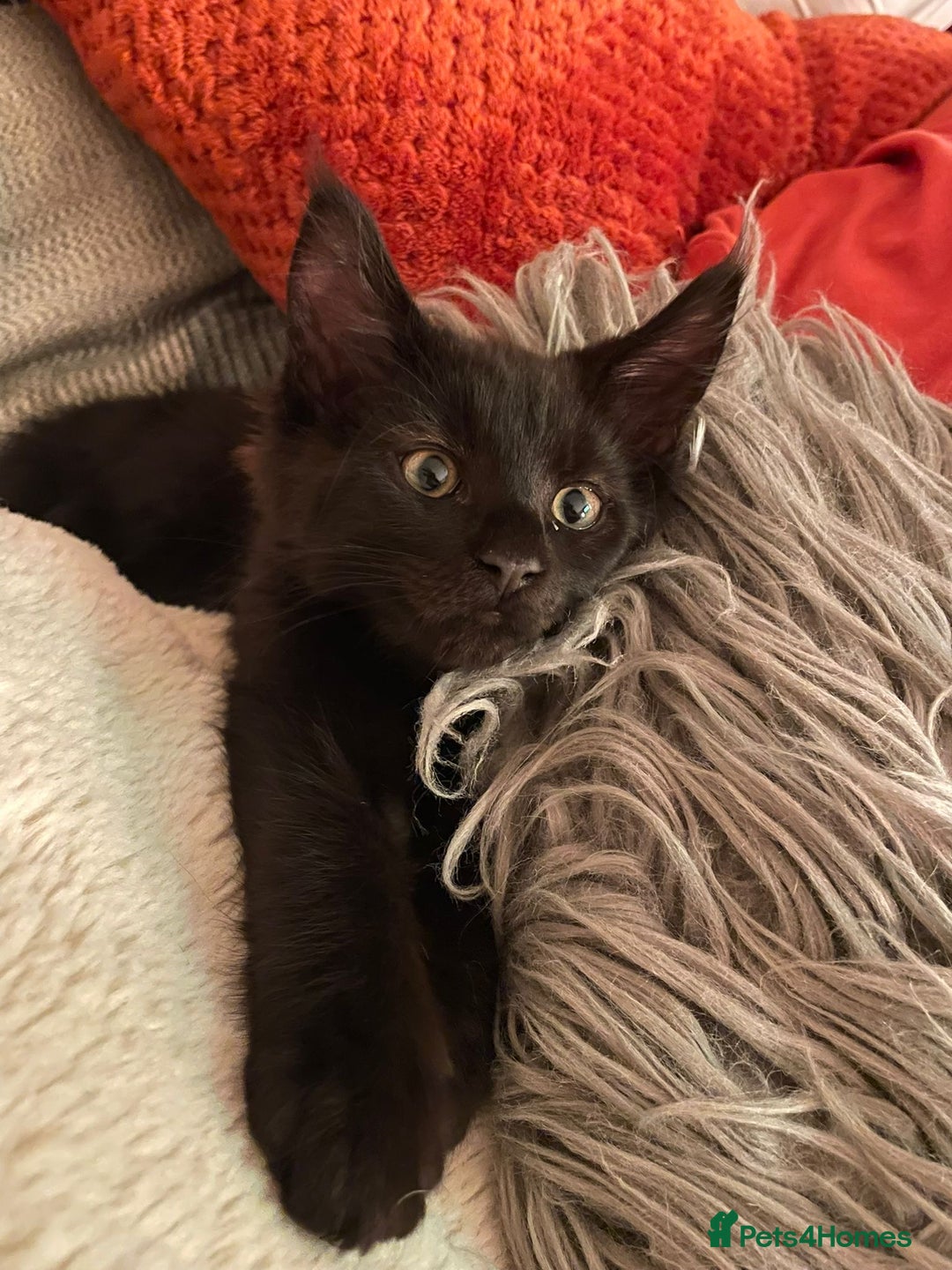 Maine Coon cats for sale: 6 remaining kittens - Advert 3