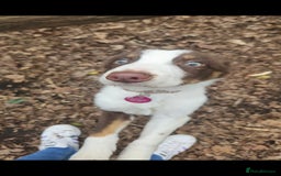 Welsh Collie dogs for sale: Welsh Sheepdog Pup - Female - Image 5
