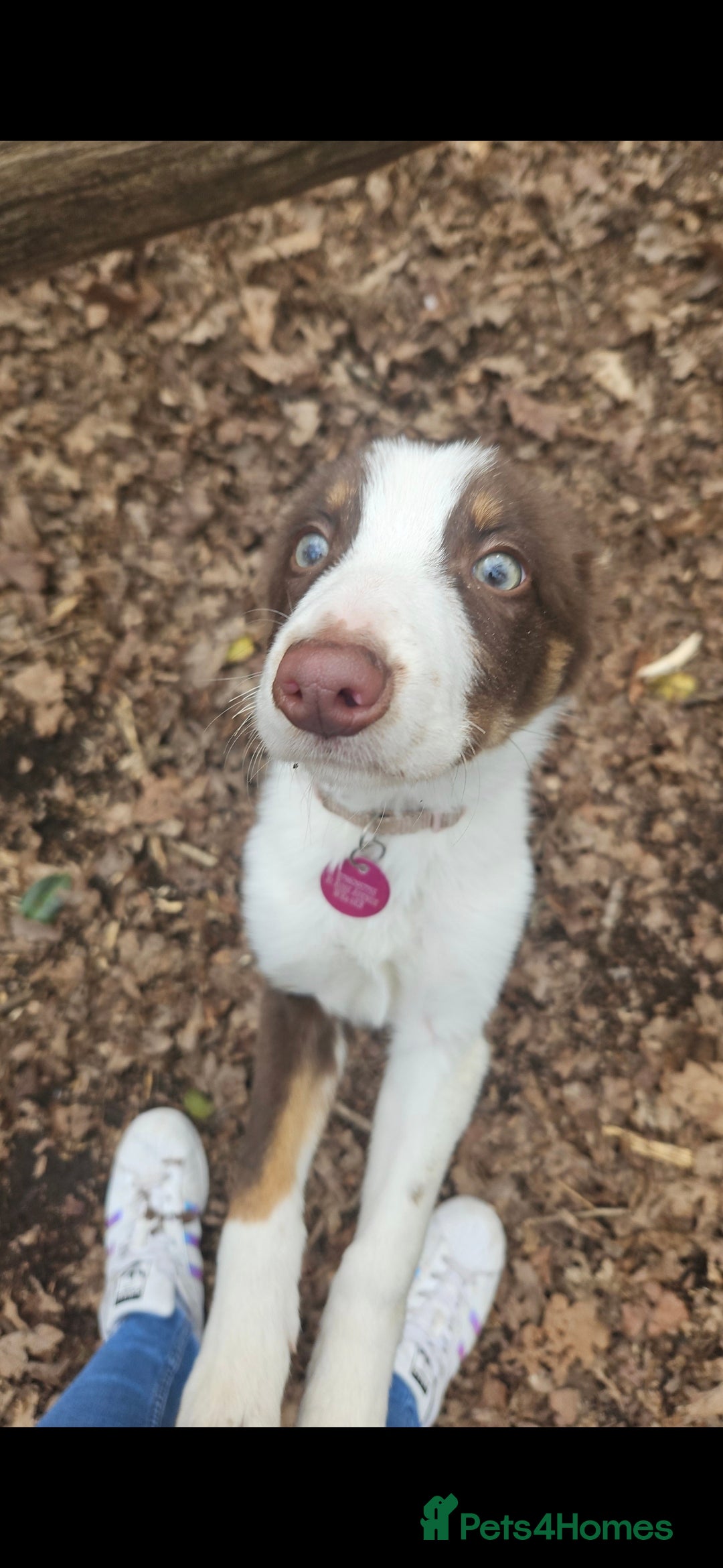 Welsh Collie dogs for sale: Welsh Sheepdog Pup - Female - Image 5