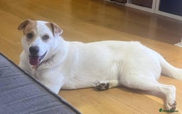Mixed Breed dogs for adoption: Meet Nancy, currently residing in Hertfordshire  - Image 7