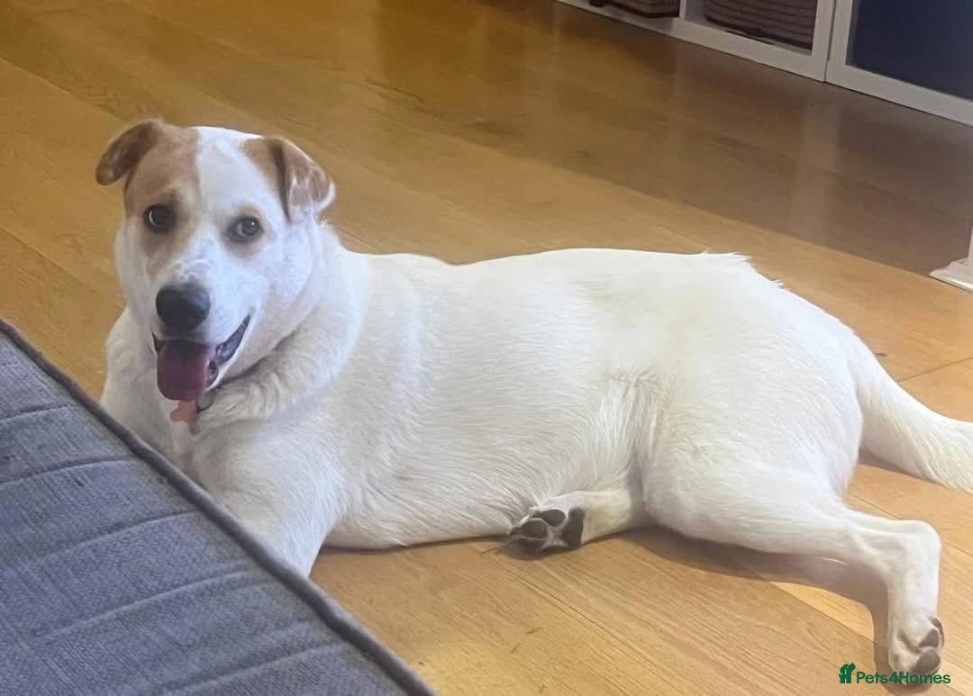 Mixed Breed dogs for adoption: Meet Nancy, currently residing in Hertfordshire  - Image 7