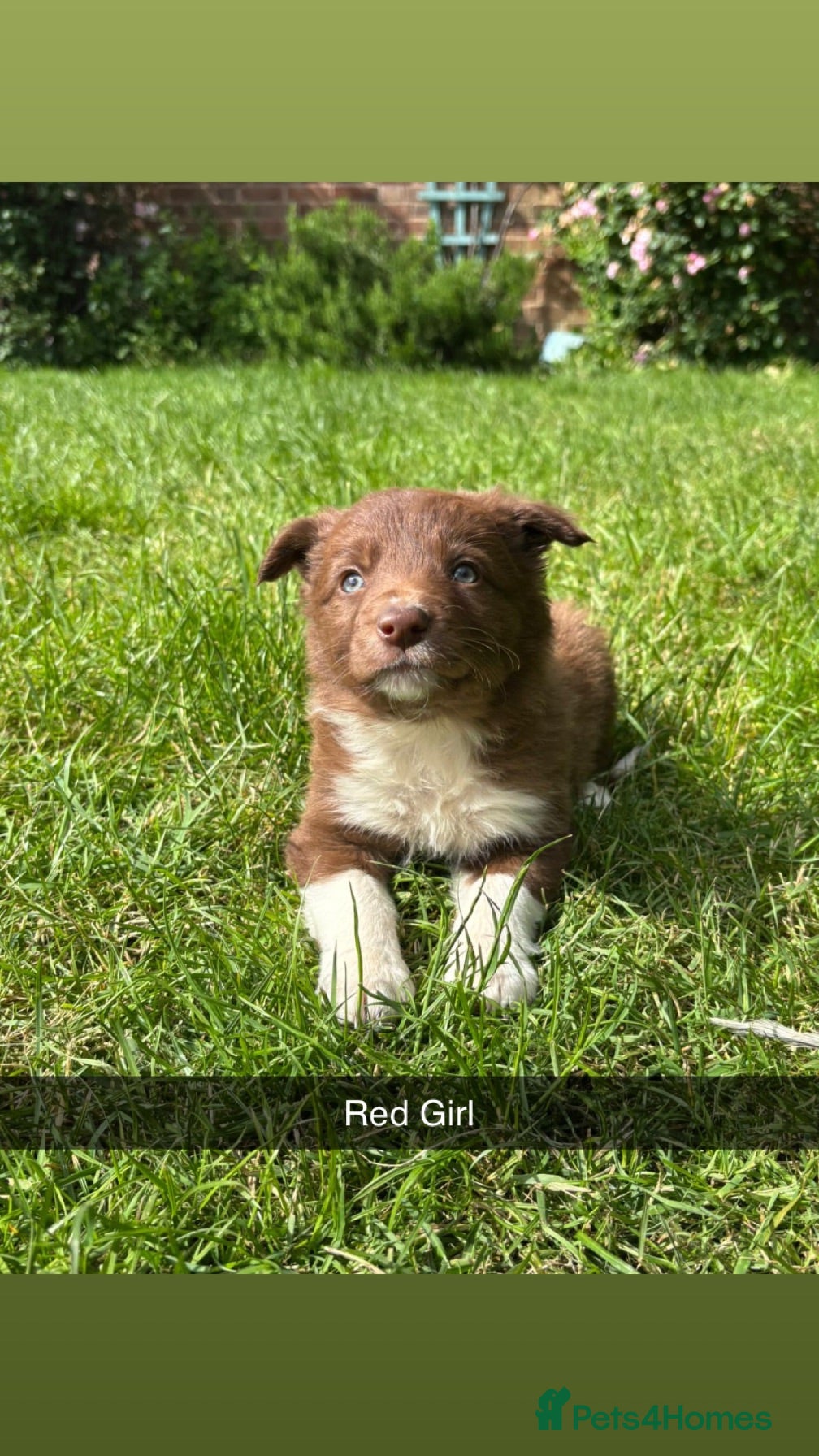 Border Collie dogs 6 Red, White & Tan Health Tested puppies ISDS - Advert 2