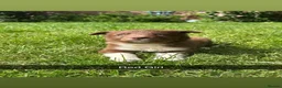 Border Collie dogs for sale: 6 Red, White & Tan Health Tested puppies ISDS - Advert 4