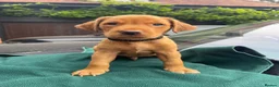 Labrador Retriever dogs for sale: Exceptional Quality KC Fox Red Labrador puppies - Advert 8