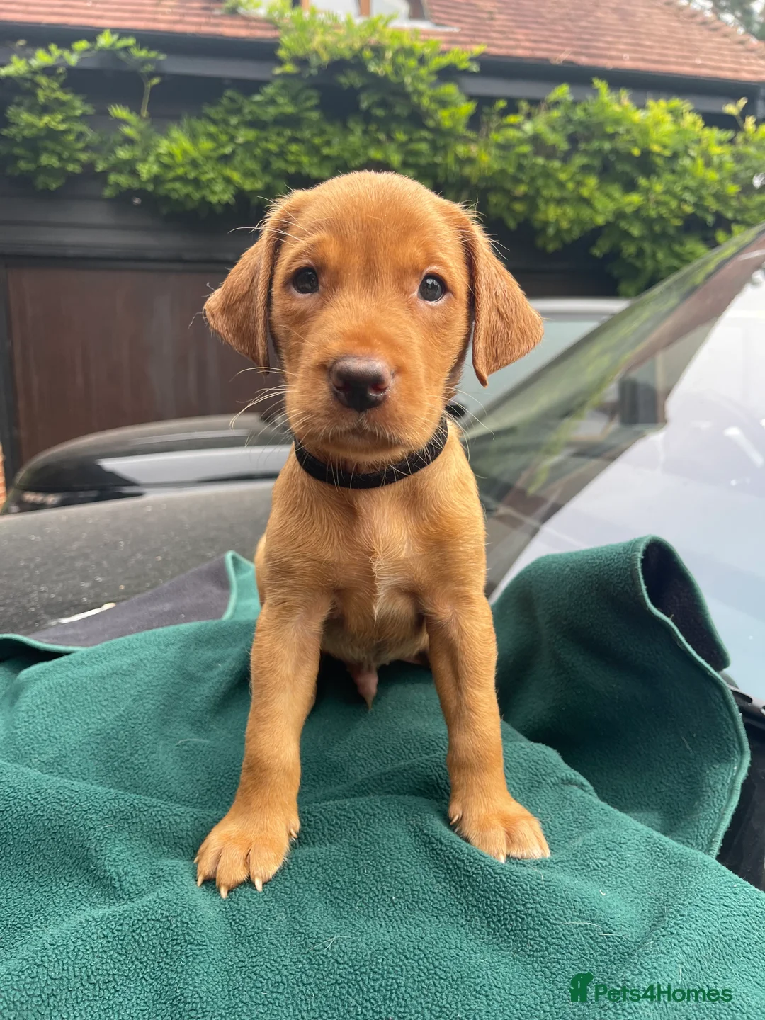 Labrador Retriever dogs for sale: Exceptional Quality KC Fox Red Labrador puppies - Advert 8