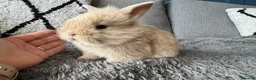 Mixed Breed rabbits for sale: Double maned lion head/ plush bunnies 💕 - Advert 5